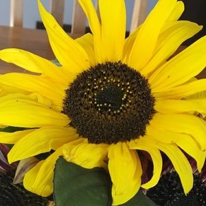 Meet your Posher, Shannon